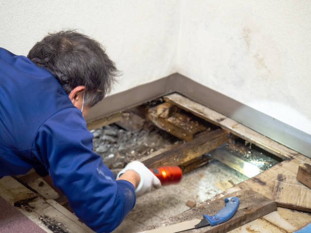 Best Insurance-Related Mold Remediation in Mcfarland, WI