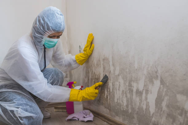 Best Crawl Space Mold Remediation in Mcfarland, WI