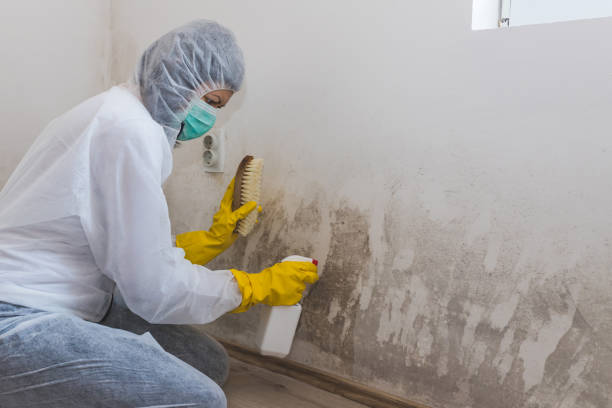 Best Attic Mold Remediation in Mcfarland, WI