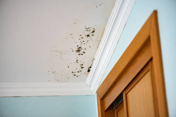 Best Basement Mold Remediation in Mcfarland, WI
