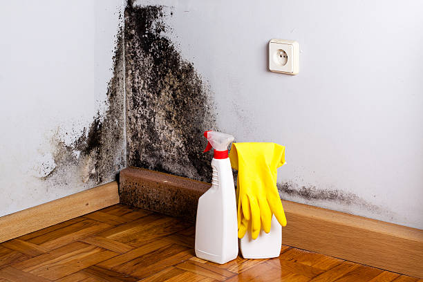 Best Commercial Mold Remediation in Mcfarland, WI