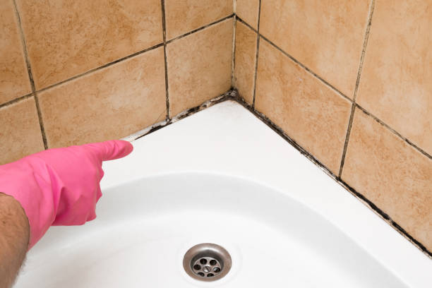 Best DIY Mold Remediation Support Services in Mcfarland, WI